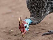 Helmeted Guineafowl Pecking in Search of Food