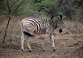 Zebra