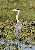 Grey Heron