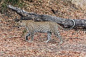 Leopard, Sabi Sand Game Reserve