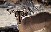 Young Male Black-faced Impala
