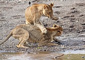 Sub-adult Lion Pair Play Fighting