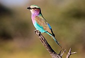 Lilac-breasted Roller