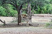 Lion Male Sharpening Claws