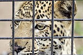 Caged Leopard