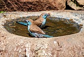 Blue Waxbills Enjoying Birdbath