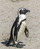 African Penguin