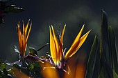 Strelitzia Flower