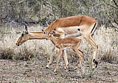 Impala Mother and Baby