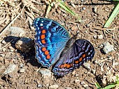 Gaudy Commodore Butterfly on Ground