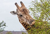 Giraffe twisting head to browse, close-up