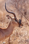 Impala Ram with Oxpecker