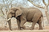 African Elephant Male