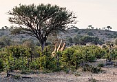 Giraffe Trio Under Tree