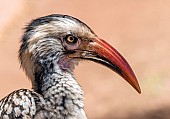 Red-billed Hornbill, Close-up