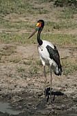 Saddle-billed Stork