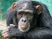 Chimpanzee with Head on Arm