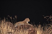 Leopard at Night