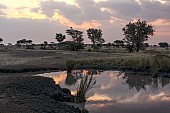 Serengeti Scenic