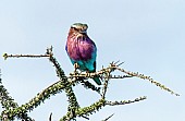 Lilac-breasted Roller Front-on View
