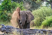 Elephant Squirting Dust