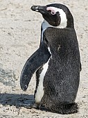 African Penguin