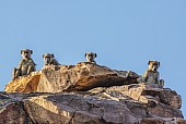 Baboon Group on Rocky Outcrop