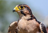 Lanner Falcon