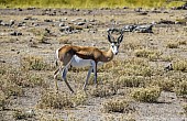 Springbok Male, Side-on view