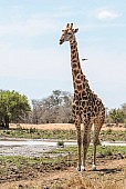 Male giraffe with oxpeckers, reference picture