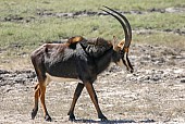 Sable Antelope