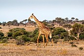 Giraffe Striding Out