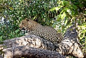 Leopard in Dappled Shade