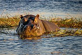 Hippo in Reedbed