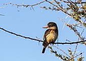 Brown-hooded Kingfisher