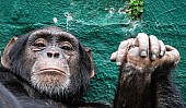 Chimpanzee with Hands Clasped