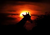 Giraffe Silhouette