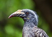 African Grey Hornbill Female, Close-up