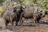 Buffalo Pair in Mud Wallow