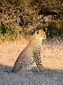 Young Cheetah, Side-on View