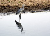 Grey Heron