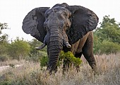 Big Bull Elephant