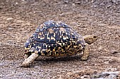 Leopard Tortoise