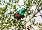 Southern Double-collared Sunbird Looking Sideways