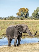 Elephant at Water's Edge