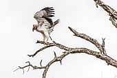 Immature Martial Eagle