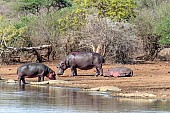 Hippo standing amongst crocodiles, reference picture