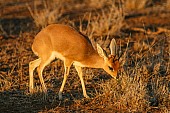 Steenbok Feeding in Warm Light