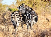 Zebra Pair Being Affectionate