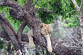 Lion Youngster on Tree Branch